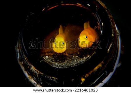 Yellow lemon goby fish in the bottle