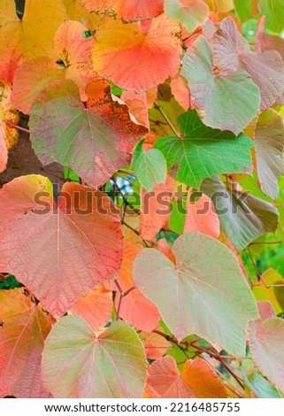 Close up of leaves of Crimson Glory Vine showing Autumn colours with selective focus (Vitis coignetiae). Botany in Poland. Royalty-Free Stock Photo #2216485755