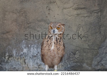 Scientific name Bubo ascalaphus and common name The Pharaoh eagle-owl or Desert eagle owl 