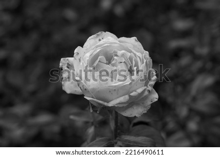 Beautiful rose flower "rosa marselisborg" close-up. Black and white photo