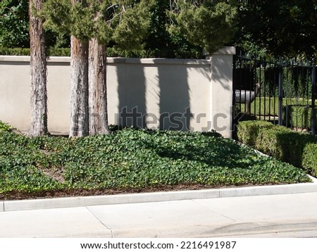 English Ivy ground cover with trees and a wall, garden design, xeriscape, shade Royalty-Free Stock Photo #2216491987