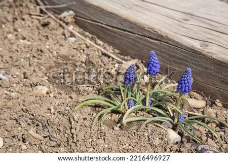 Garden design and landscaping: Blooming blue common grape hyacinths (Muscari) in sandy earth, bee food in the spring garden Royalty-Free Stock Photo #2216496927