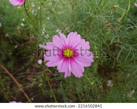 Full bloom of beautiful color pattern of pink flowers garden cosmos (cosmos bipinnatus) with bright, wide petal, green background and yellow stamen.