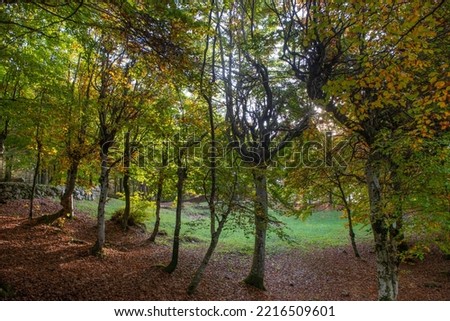 Trees with colorful leaves in autumn