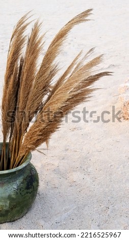 Dry Pampas Decoration in Green Rustic Pot On A Beach with Pink Sand
