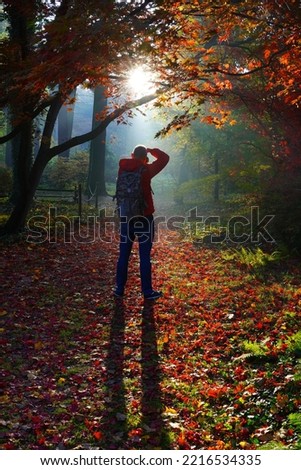 The photographer takes a picture of the beautiful sun rays on a red maple tree