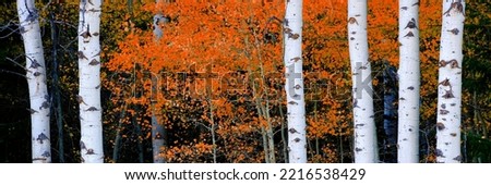 Aspen birth trees in autumn fall with white trunks details of foliage forest Royalty-Free Stock Photo #2216538429