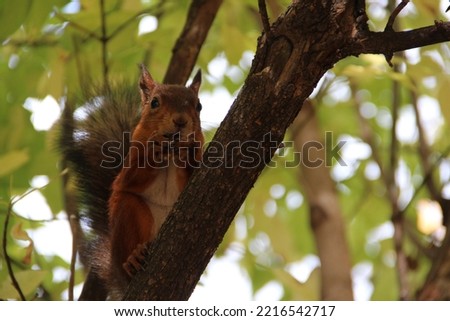 Fluffy red squirrel nibbles a nut on a tree branch