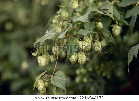 beautiful natural green hop cones growing on a bush close-up. useful medicinal plant, raw material for beer. Humulus. green desktop wallpapers, texture