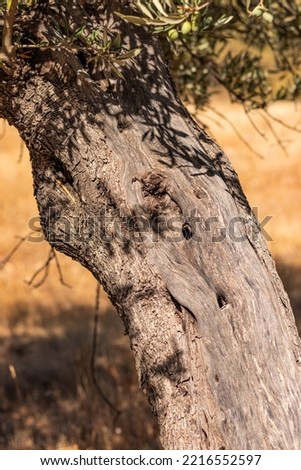 Texture of the trunk of an old olive tree.