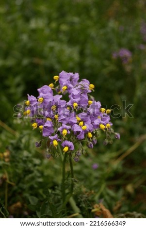 a medium shot of purple flowers called hierba de chavalongo  with a grass background