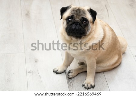 Pug dog sits on a light floor with a guilty muzzle expression. copy space. View from above