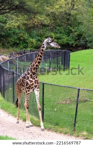 Tall giraffe walking by fence outside near green grass with trees in background vertical pictures