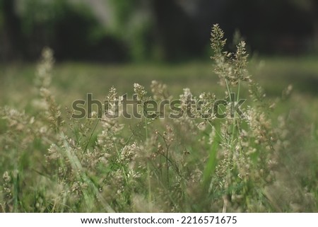 Abstract warm landscape of dry wildflower and grass meadow on relaxin morning hour. Tranquil autumn fall nature field background. Peaceful panoramic countryside. A blur background focus on some flower