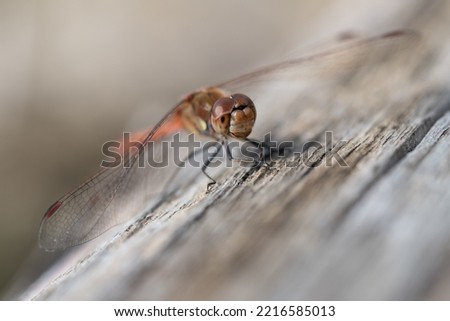 Close up of a dragonfly perched on a weathered blond wood. You can see the love from the front. The compound eyes are clearly visible.