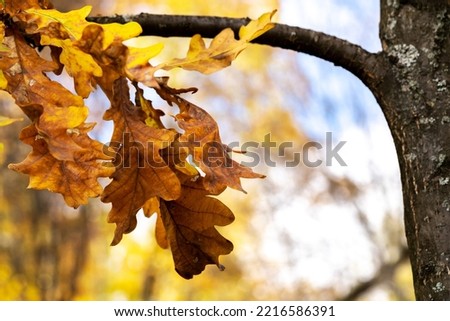 Oak tree leaves on a branch in the autumn forest closeup	