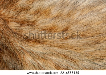 Beautiful spotted fur close-up. Texture of brown animal wool. Dog fur. Royalty-Free Stock Photo #2216588185