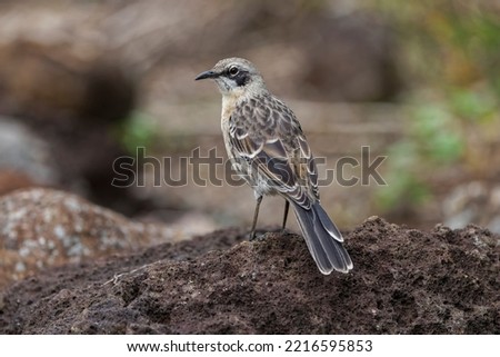 San Cristobal Mockingbird or Chatham Mockingbird, San Cristobal Island, Galapagos Islands, Ecuador