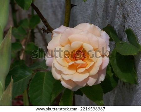 The beauty of the rose in nature