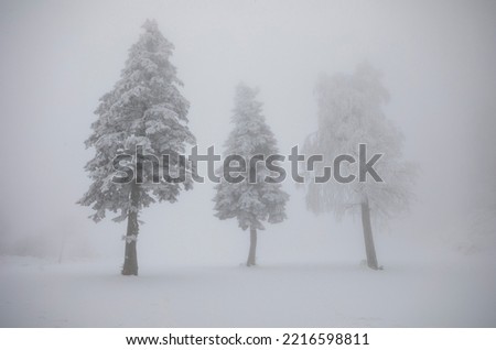 Winter Camping in the Foggy Mountain Drone Photo, Winter Season Kartepe Ski Center, Kocaeli Izmit, Turkey