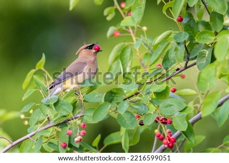 Cedar waxwing eating serviceberry, Marion County, Illinois. Royalty-Free Stock Photo #2216599051