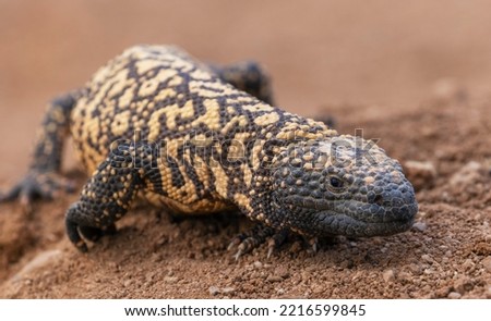 Gila monster Available To License. Royalty-Free Stock Photo #2216599845