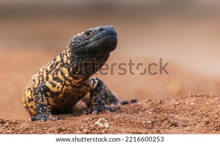 Gila monster Available To License. Royalty-Free Stock Photo #2216600253