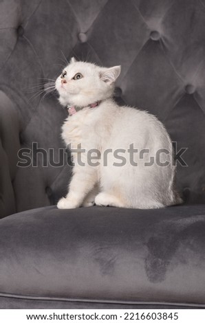 Rare Scottish Straight Persian white fluffy kitten. 