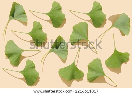 Composition of fresh green beautiful Ginkgo leaves on pastel beige background. Flat lay, top view minimal neutral herbal arrangement. Ginkgo biloba.