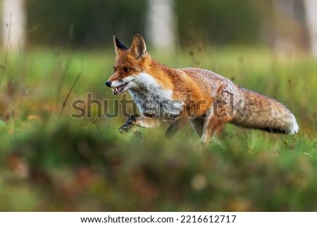 red fox (Vulpes vulpes) running through the meadow