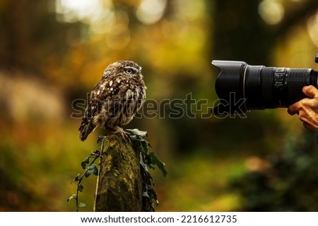 little owl (Athene noctua) with a lens that takes pictures of him