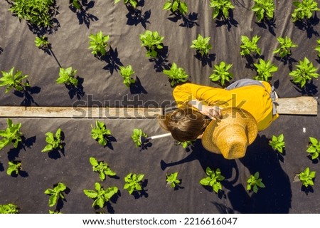 A young girl in a straw hat is standing in the middle of her beautiful green garden, covered in black garden membrane, view from above. A woman gardener is watering the plants with watering can Royalty-Free Stock Photo #2216616047