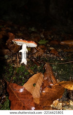 Poisonous mushroom in beech forest
