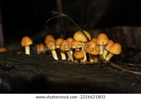 Poisonous mushroom in beech forest. Hypholoma fasciculare.
