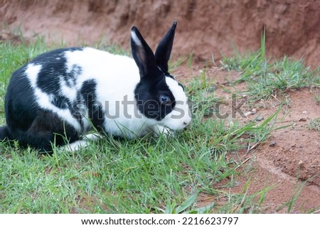 A white black blue-eyed hare is wandering among the highland houses. Yalova plateau. Turkey.