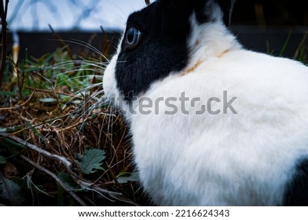 A white black blue-eyed hare is wandering among the highland houses. Yalova plateau. Turkey.