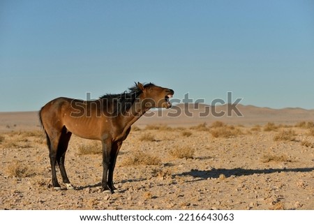 neighing desert horse, Namibian wild horse or Namib Desert horse (Equus ferus) near waterhole Garub, near Aus, Karas Region, Namibia Royalty-Free Stock Photo #2216643063