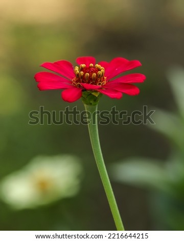 Close-up of a common zinnia in nature 