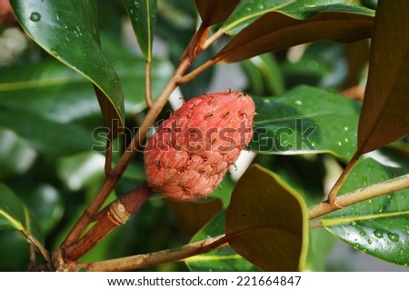 Red fruit of the Southern Magnolia
