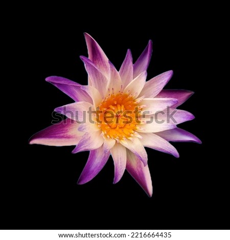Purple lotus flower contrasts with light white, reviving the black background, the beauty of nature.