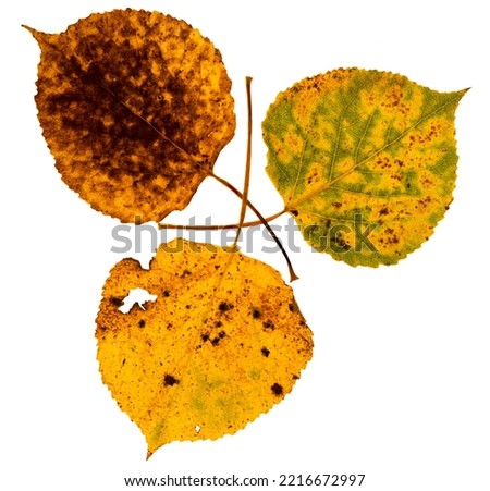 Three different colored autumn aspen leaves arranged in a radiating pattern with a white background
 Royalty-Free Stock Photo #2216672997