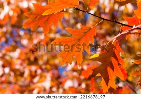 Autumn leaves. Colorful foliage in the park. Fall season concept. maple leaves with blurry blue background.