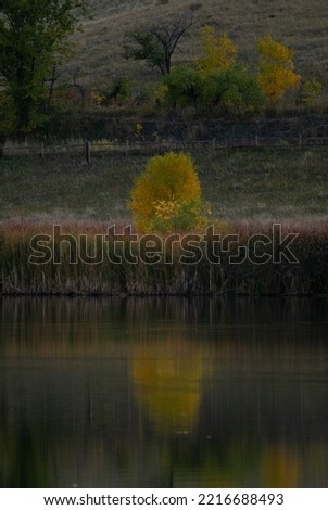 Yellow tree reflected in a lake
