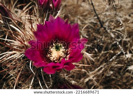 Cactus flower in bloom in Joshua Tree National Park, southern California. High quality photo
