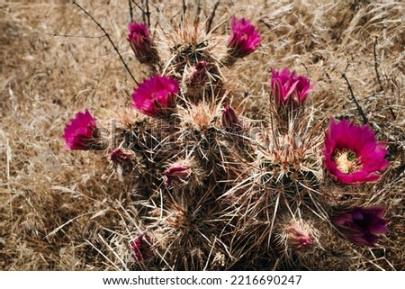Cactus flower in bloom in Joshua Tree National Park, southern California. High quality photo