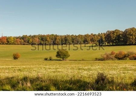 Green meadow on a sunny day in autumn.Colorful trees in background. High quality photo