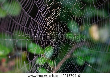 beautiful cobweb macro photography, background, nature