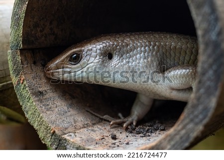 Garden lizards are one of the most common types of lizards found in Indonesia.  This lizard belongs to the Scincidae family
