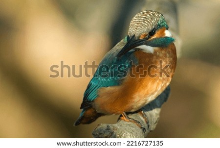 Kingfisher, Alcedo atthis, perched  on a dry branch on the water. Common kingfisher portrait, cute small bird. Eurasian kingfisher.
