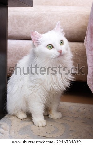 White fluffy cat jumps on the couch close up